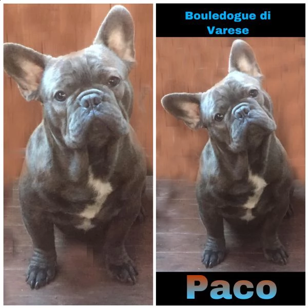 bouledogue bulldog francese esotico blue  | Foto 0
