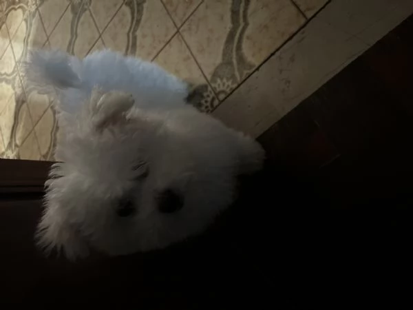 Vendita bellissimo cucciolo di Bichon Fris | Foto 4