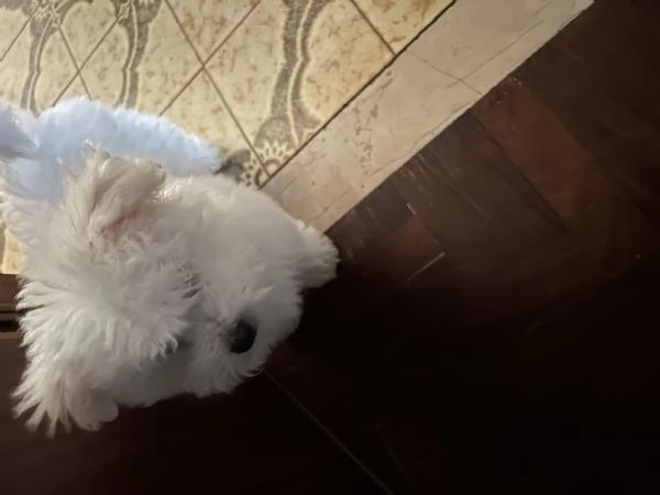 Vendita bellissimo cucciolo di Bichon Fris | Foto 2