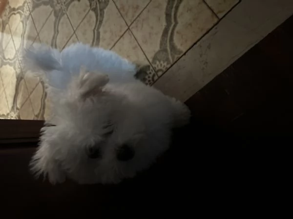 Vendita bellissimo cucciolo di Bichon Fris | Foto 1