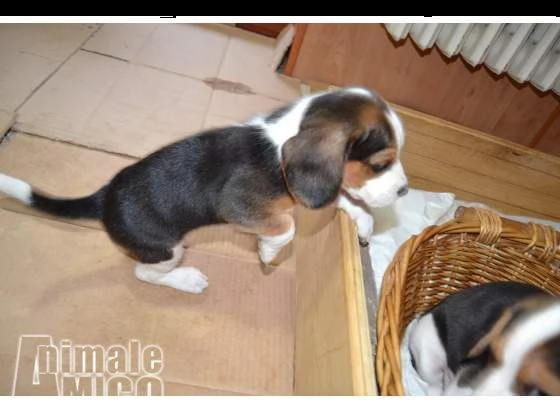 cuccioli di beagle 