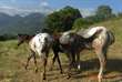 Cavalli Appaloosa
