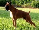 boxer cuccioli vendita e consegne in tutta italia-della valle dei sensi boxer