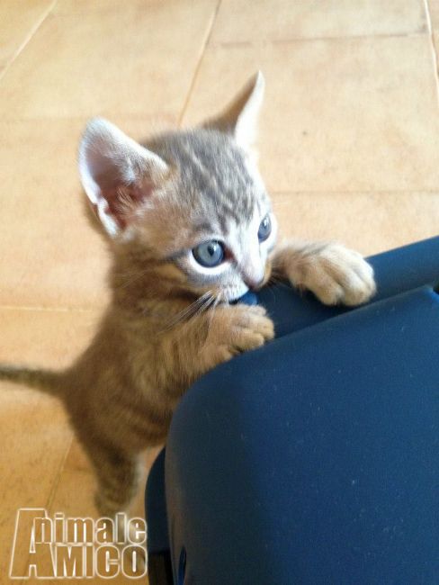 Cuccioli Di Gatto In Regalo Roma