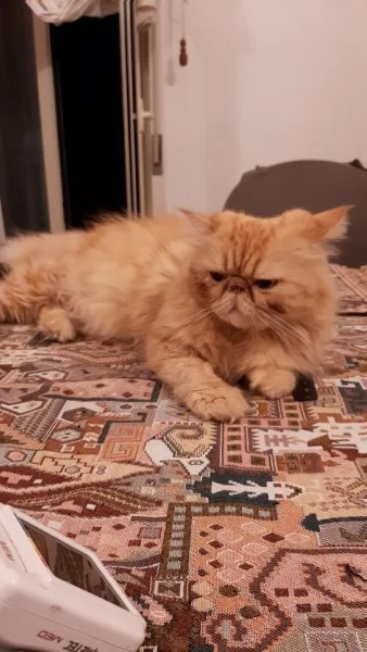  amante felini  cercasi in regalo  gattino persiano