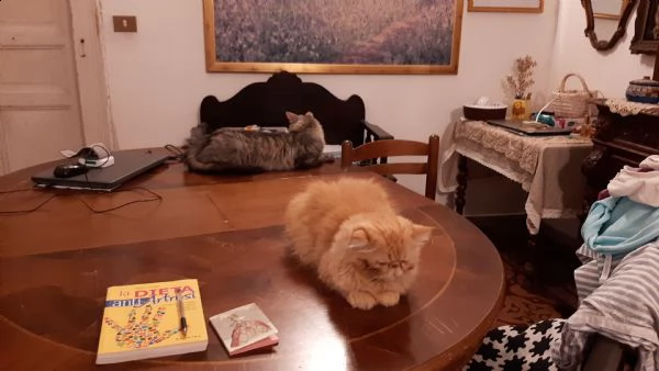  amante felini  cercasi in regalo  gattino persiano | Foto 0