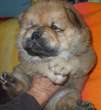 Chow Chow Cuccioli