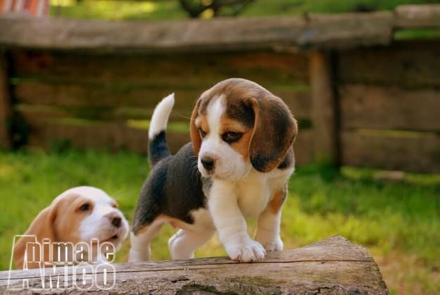 FOTO BEAGLE foto beagle: