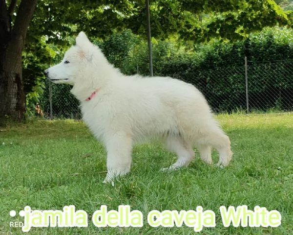 pastore svizzero bianco cuccioli  | Foto 5
