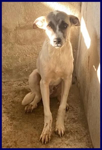 roma cucciola 5 mesi abbandonata in canile e timorosa ed ha bisogno di tanto amore per crescere se | Foto 3