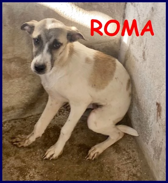roma cucciola 5 mesi abbandonata in canile e timorosa ed ha bisogno di tanto amore per crescere se