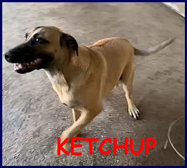 ketchup cucciolone 8 mesi e diventato un bellissimo giovanotto pieno di vita ma e ancora in canil