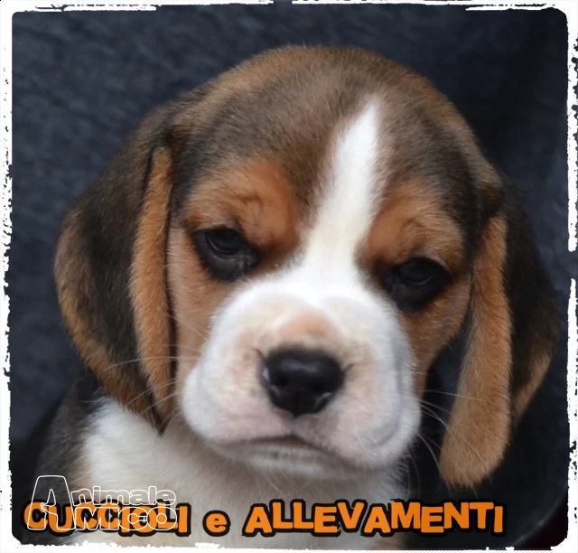 beagle cuccioli pedigreeallevamento | Foto 4