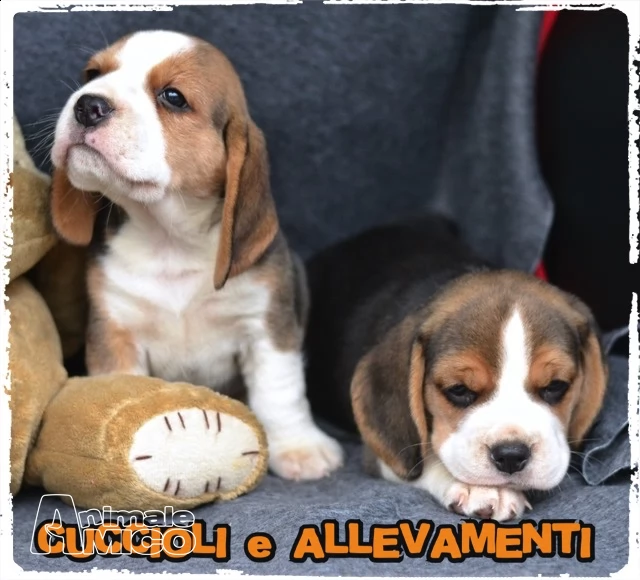 beagle cuccioli pedigreeallevamento | Foto 2