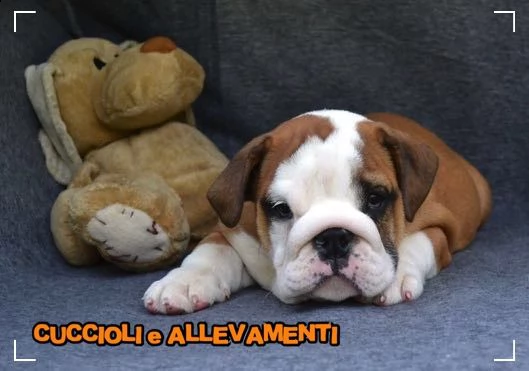 bulldog inglese cuccioli  pedigreeallevamento | Foto 2