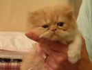 disponibili cuccioli di gatto persiano