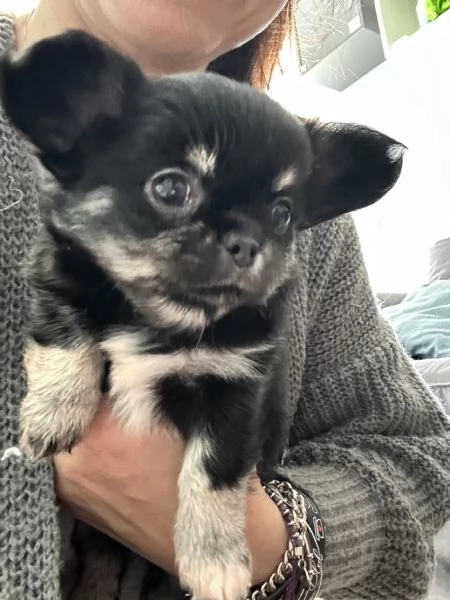 Chihuahua  | Foto 5
