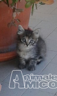 Cuccioli Gatti Regalo Livorno Premier Yacht Manufacturers