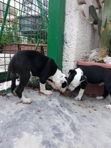 cuccioli amstaff black  white a bari in puglia | Foto 2