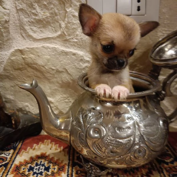 Chihuahua cucciola in vendita | Foto 4
