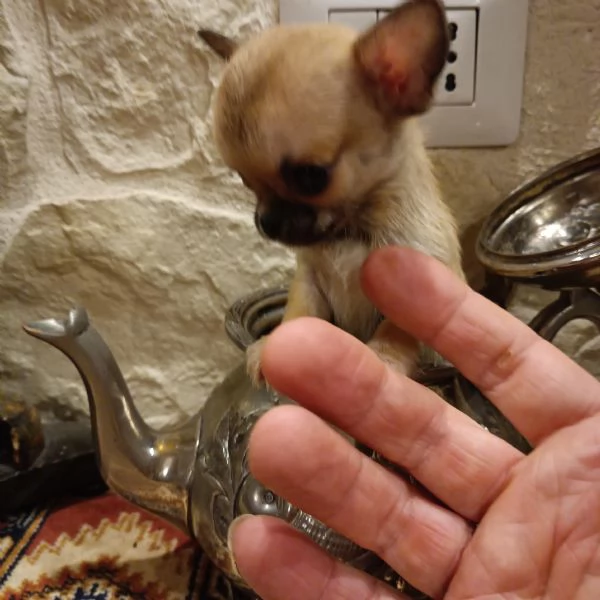 Chihuahua cucciola in vendita | Foto 3