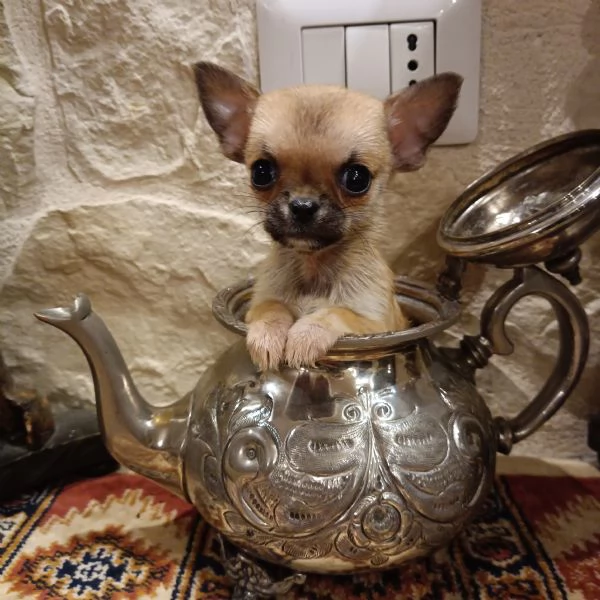 Chihuahua cucciola in vendita | Foto 2