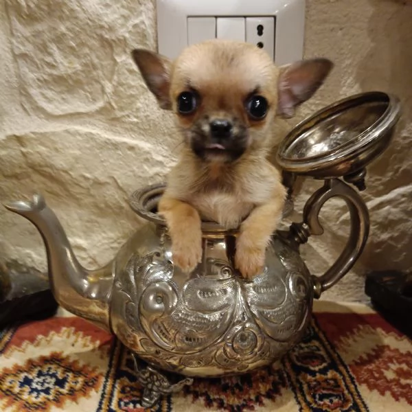 Chihuahua cucciola in vendita | Foto 1