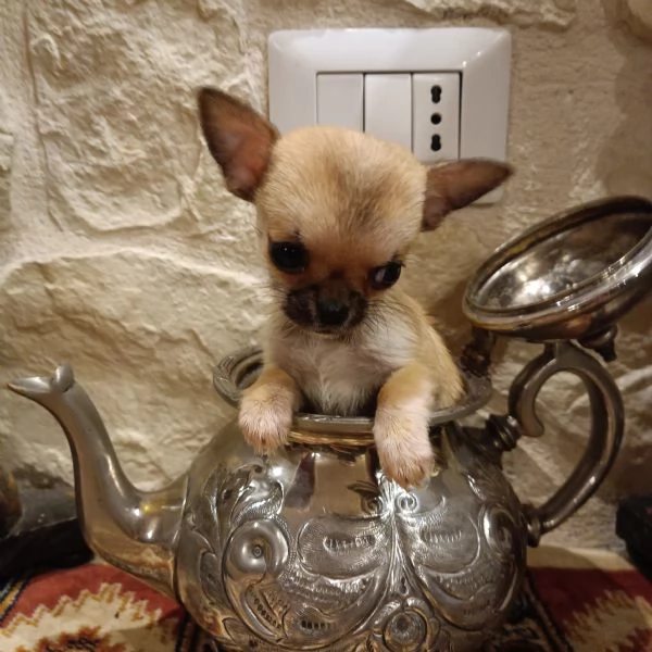 Chihuahua cucciola in vendita | Foto 0