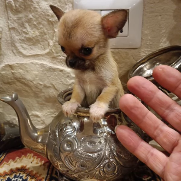 Chihuahua cucciola in vendita