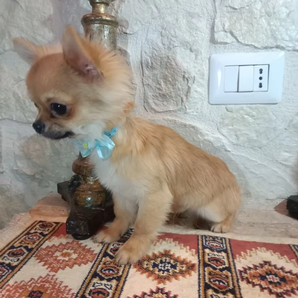 Chihuahua bellissimi cuccioli in vendita 