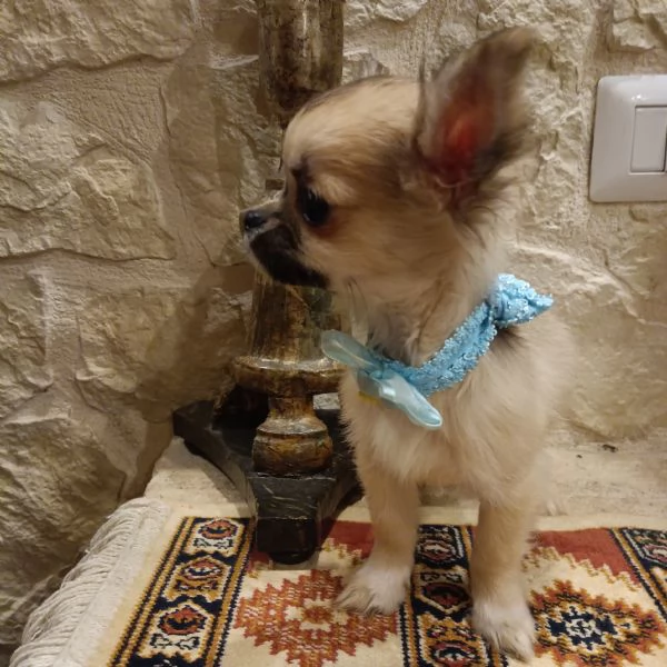 Chihuahua bellissimi cuccioli in vendita  | Foto 4