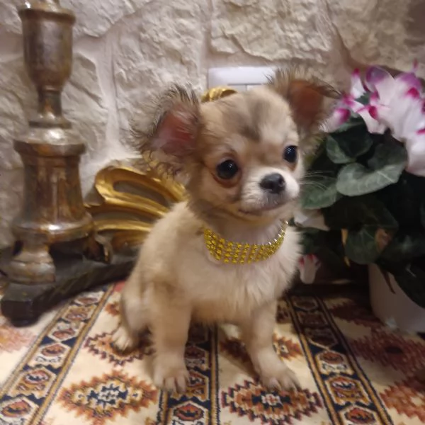 Chihuahua bellissimi cuccioli in vendita  | Foto 3