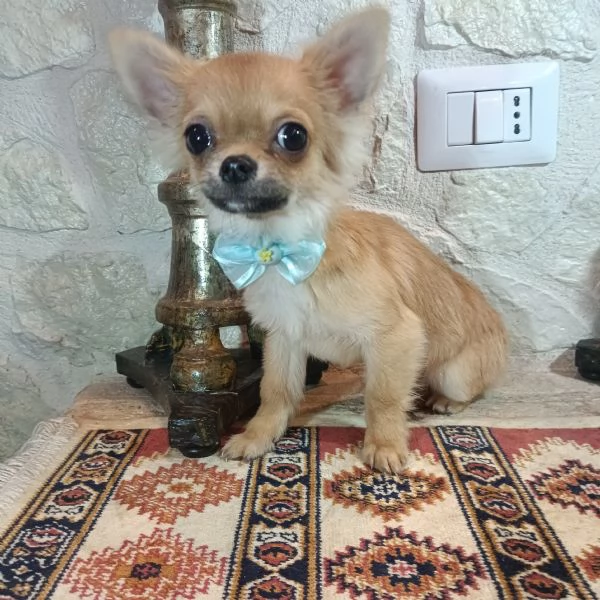 Chihuahua bellissimi cuccioli in vendita  | Foto 2