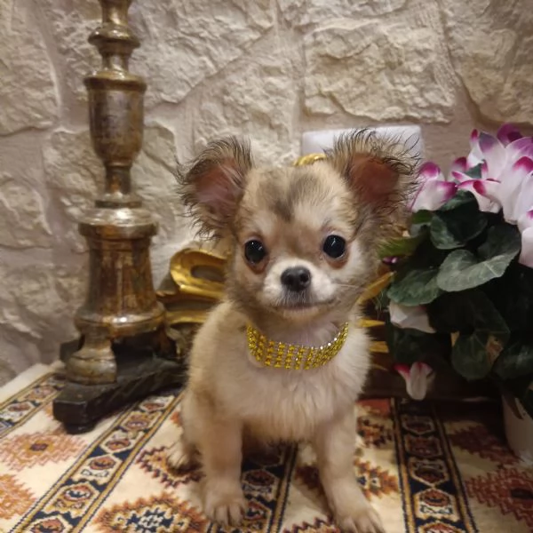 Chihuahua bellissimi cuccioli in vendita  | Foto 1