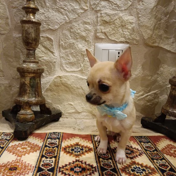 Chihuahua bellissimi cuccioli in vendita  | Foto 0