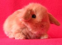 Splendidi cuccioli ariete nano.