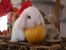 Cuccioli conigli nani ariete pura razza