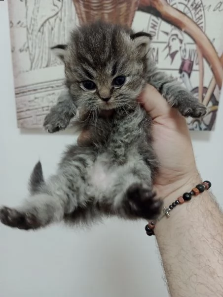 cuccioli gatto persiano chinchill | Foto 1