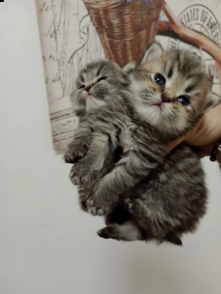 cuccioli gatto persiano chinchill