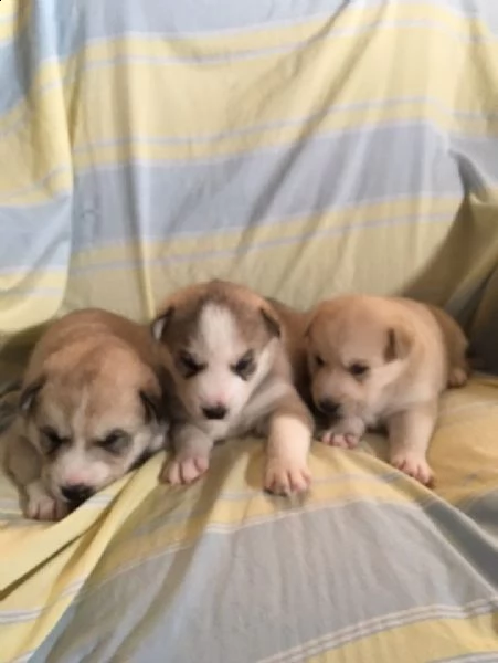 cuccioli siberiani allevati in casa sani e adorabili per il reinserimento