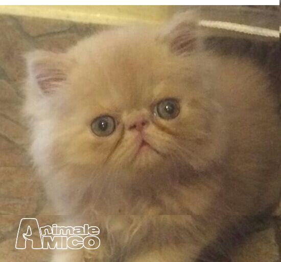 Cerco Cuccioli Di Gatti Persiani In Regalo Csi Las Vegas Season