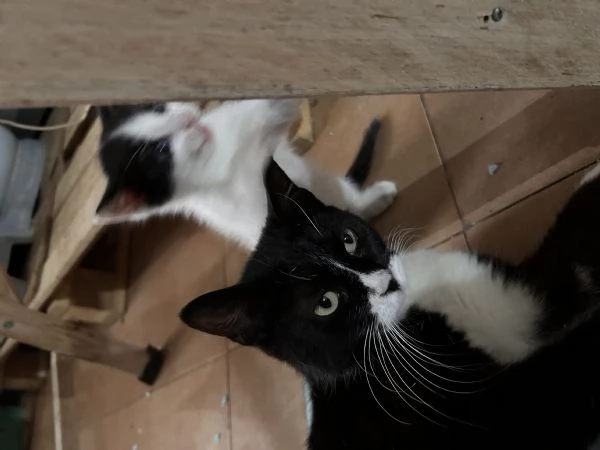 In adozione due gattini | Foto 4
