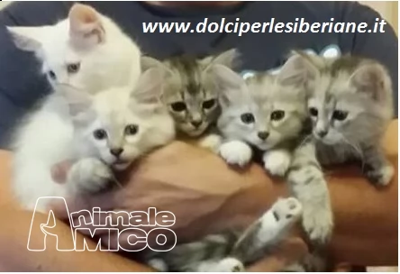 cuccioli gattini siberiani ipoallergenici tutta italia | Foto 2
