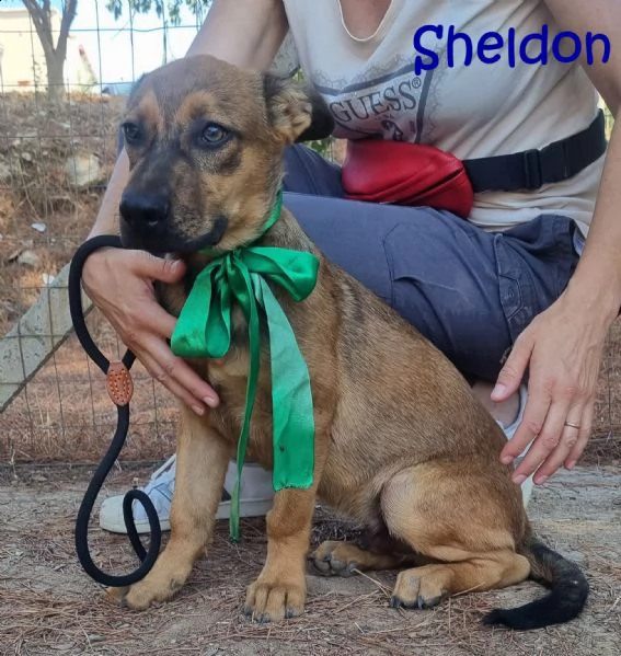 sheldon cucciolo meticcio | Foto 0