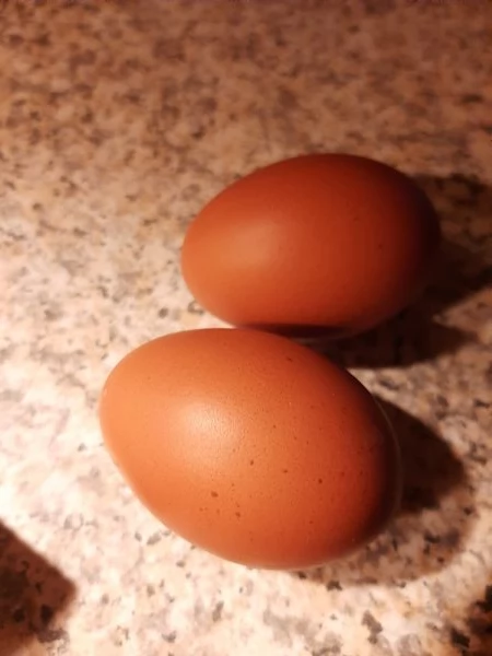 vendo uova fresche di gallina ruspante | Foto 1