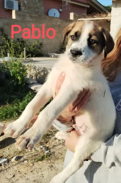 Pablo cerca adozione  | Foto 1