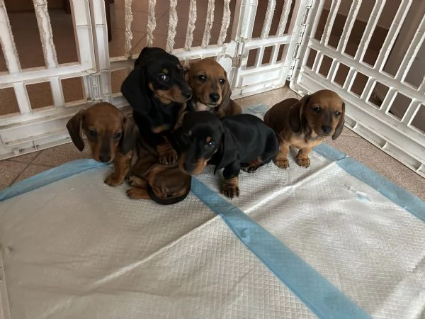 cuccioli di bassotto nanoKaninchen con pedigree  | Foto 2