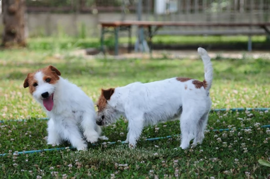 jack russell terrier  cuccioli altamente selezionati | Foto 2