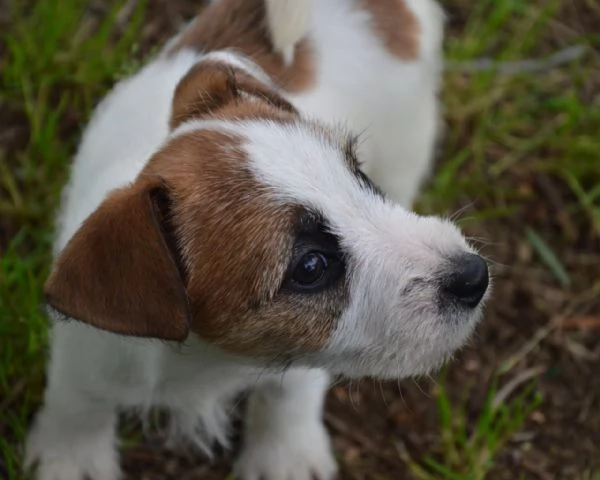 Jack Russell Terrier  Cuccioli Altamente Selezionati | Foto 1
