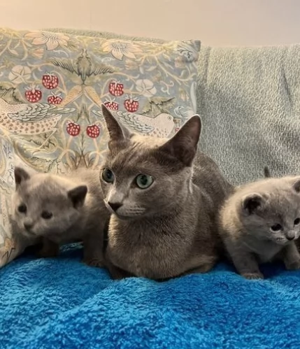 Meravigliosi gattini di Blue russia